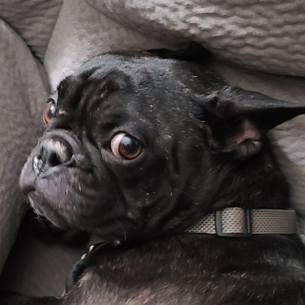 Meet your Posher, Robert